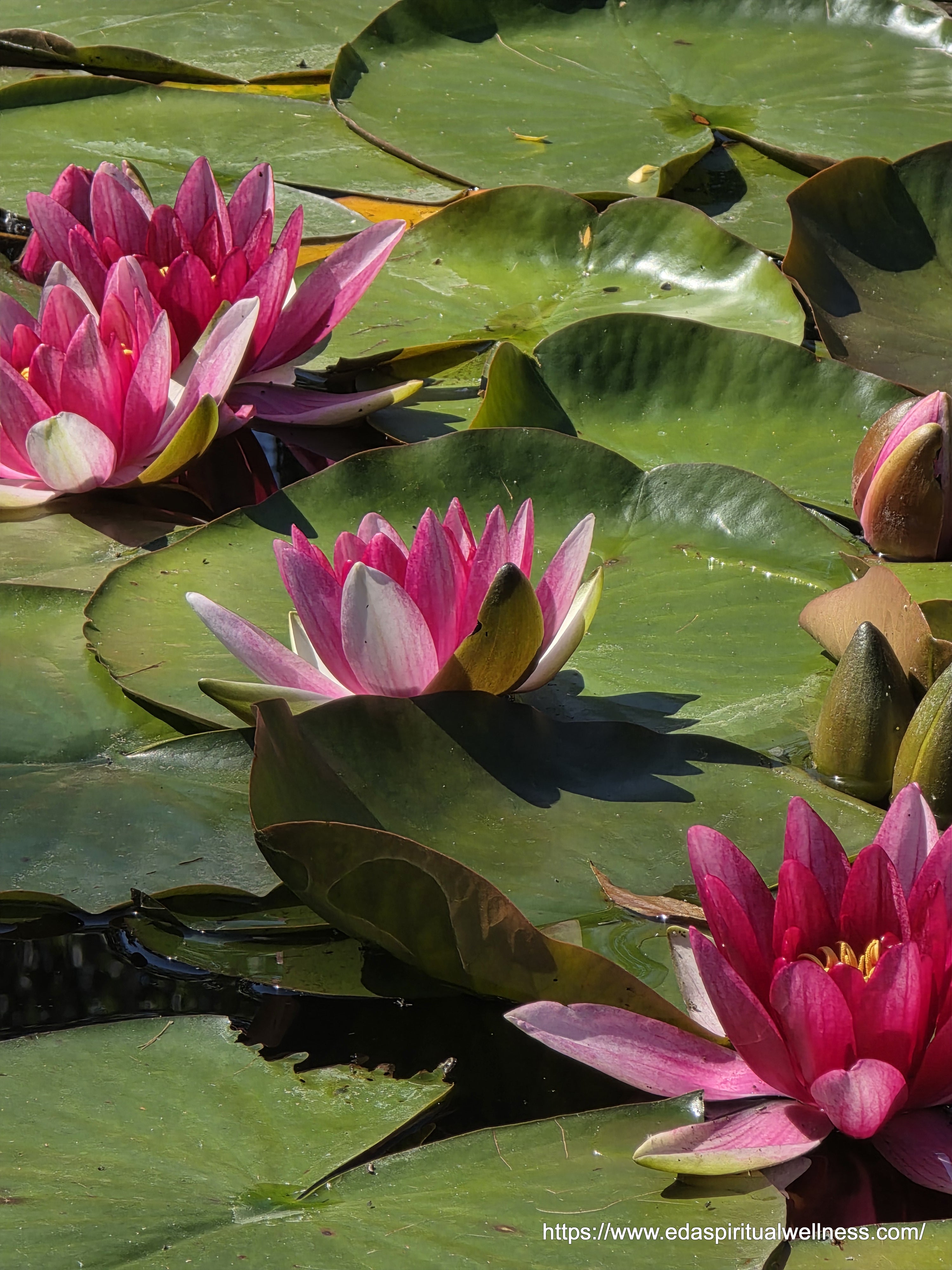 Lotus flower printable spiritual-wall-art Rebirth Spirituality Sacred growth