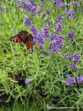 Butterfly — Spiritual Metamorphosis, Transformation & New Beginnings