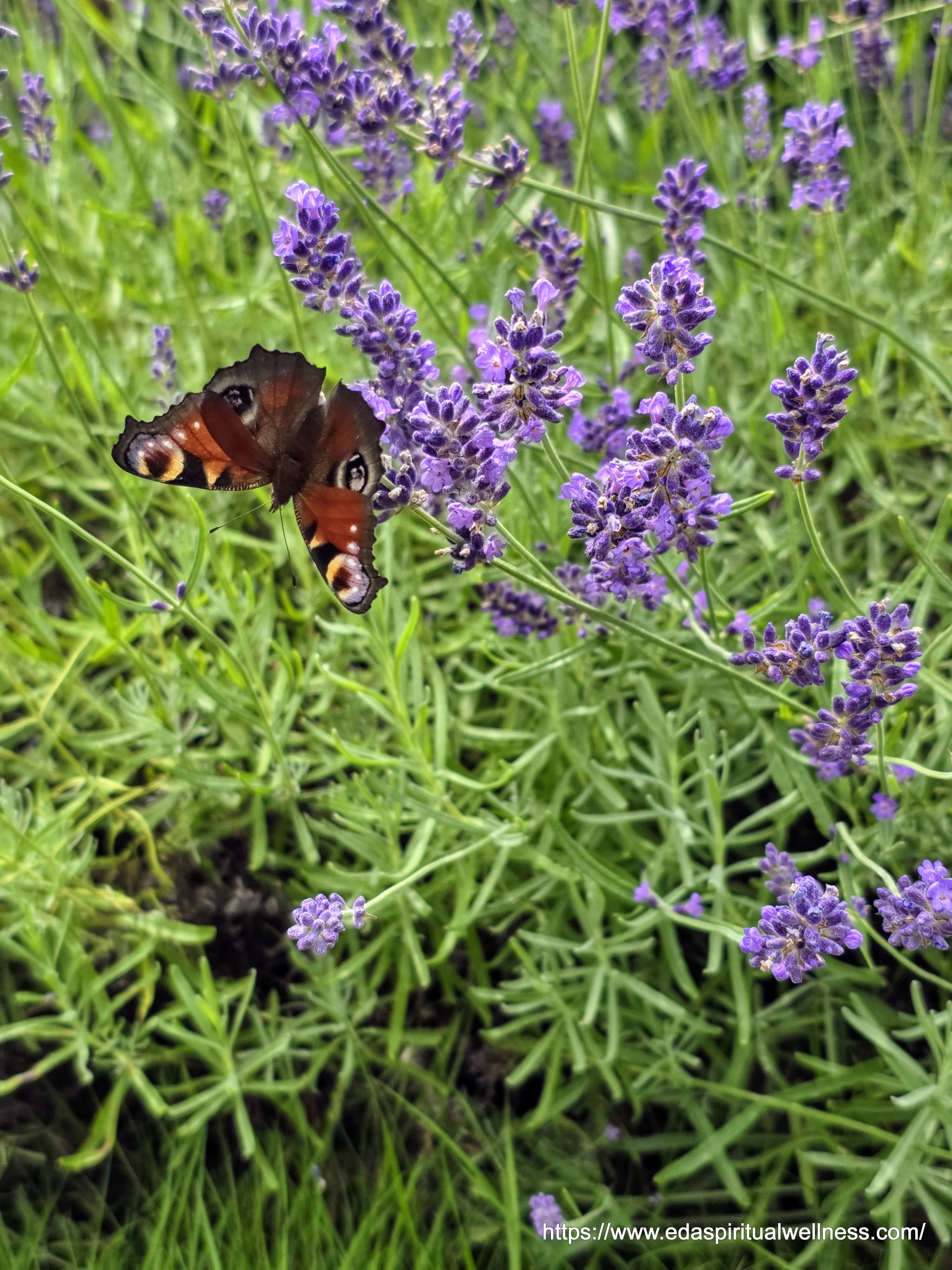 Butterfly — Spiritual Metamorphosis, Transformation & New Beginnings