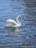 Swans in the City Lake , Swan video download