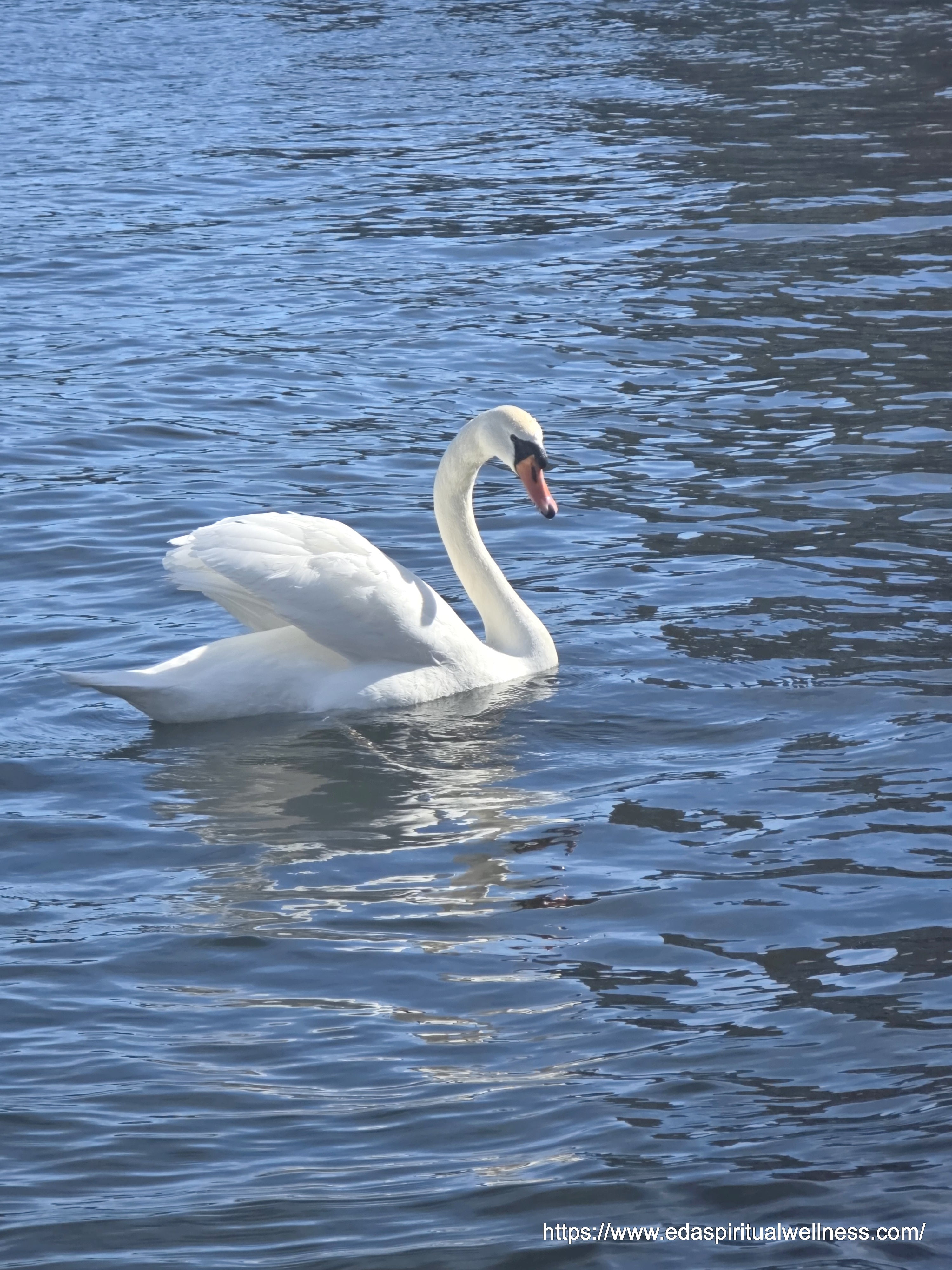 Swans in the City Lake , Swan video download