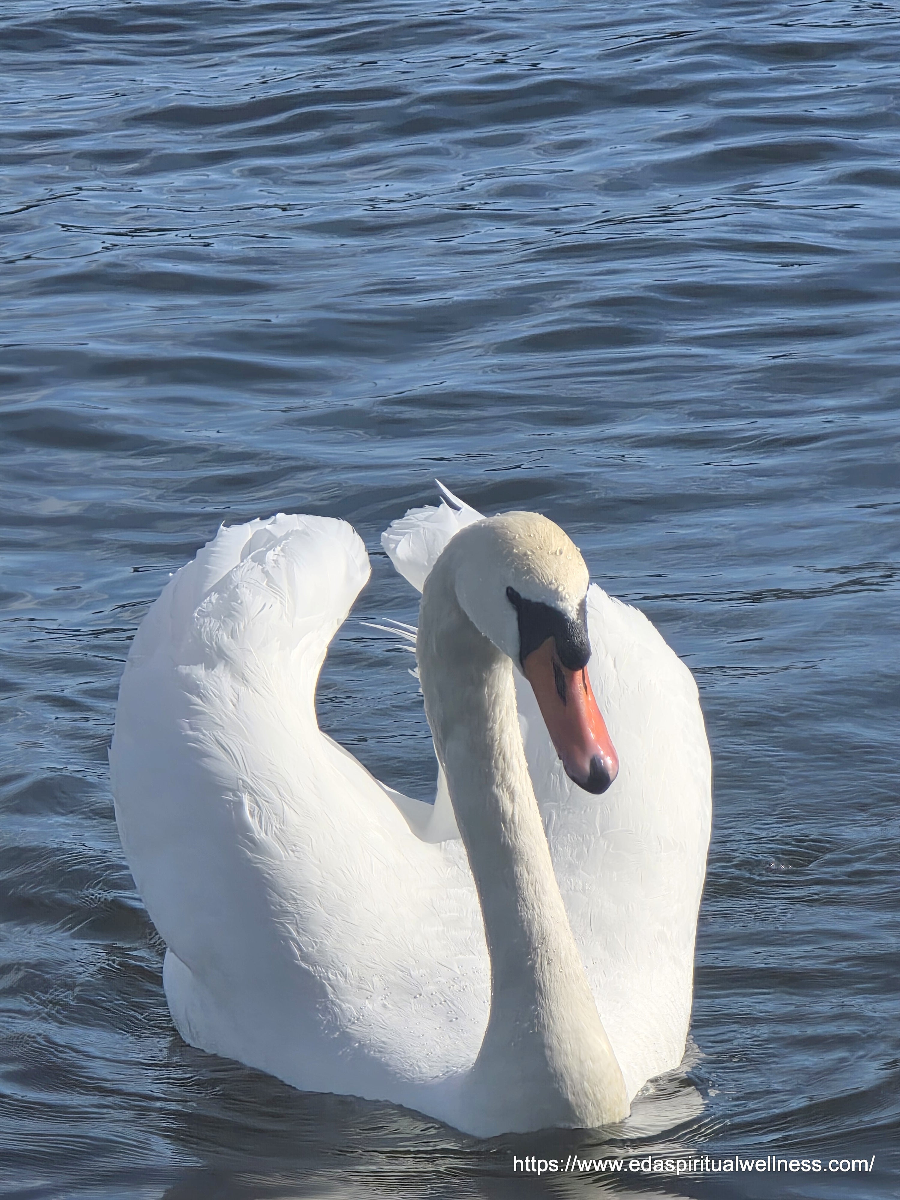 Swan wall art printable