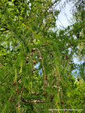 Pinecones in Spirituality