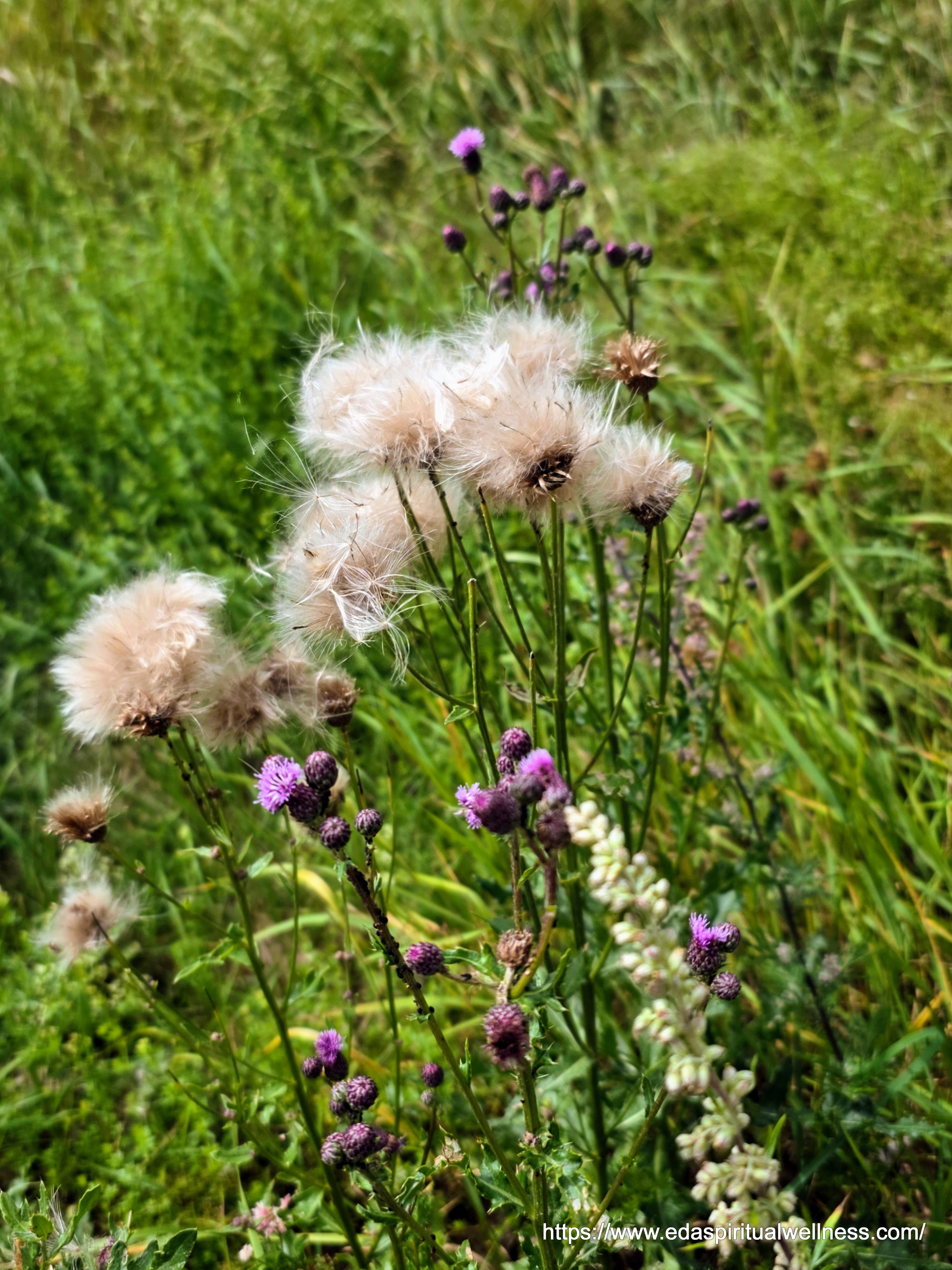 Wild Thistles — Nature is Unique