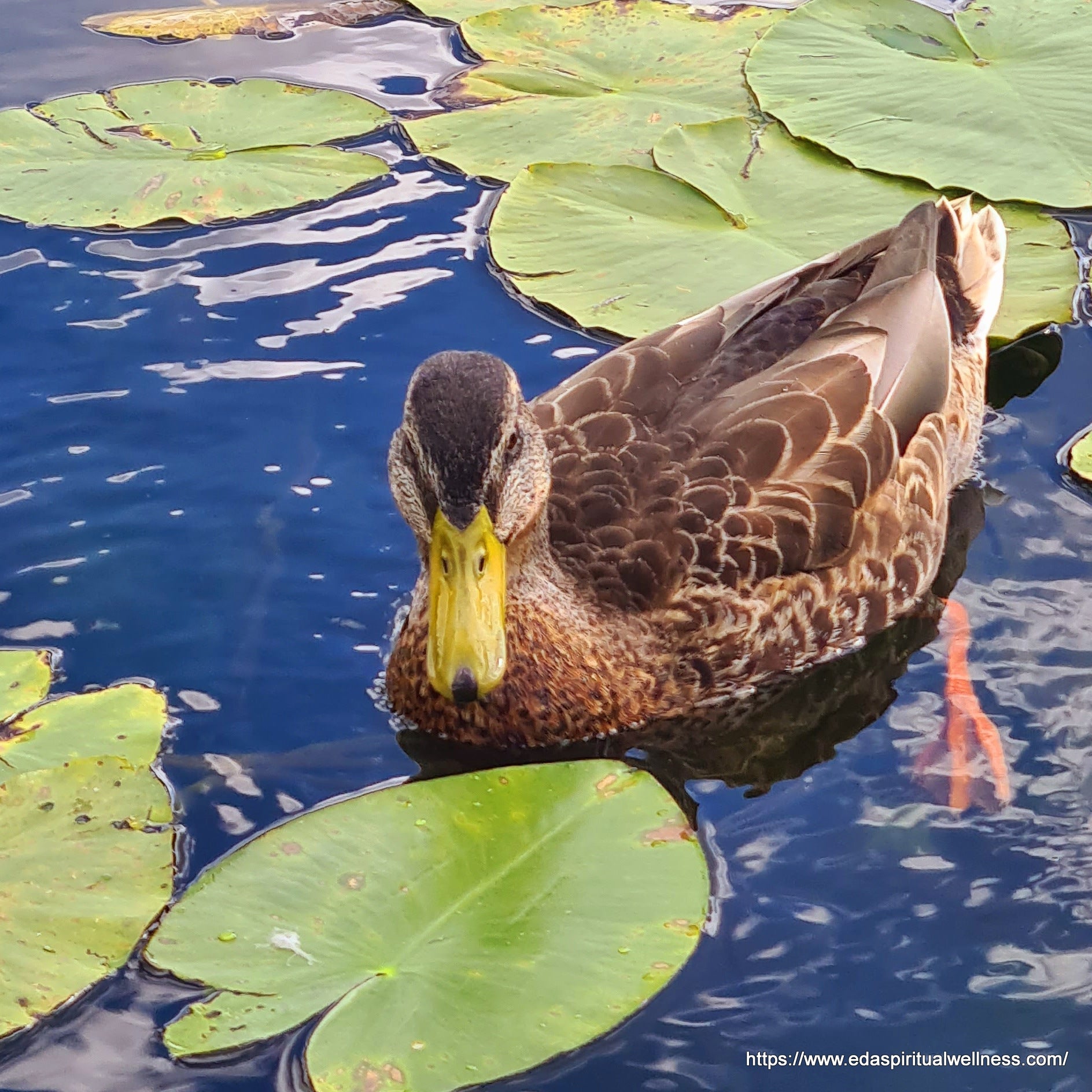 Duck Swimming Lake Summer Sweden