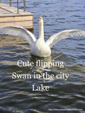 Cute Flipping Swan in the City Lake