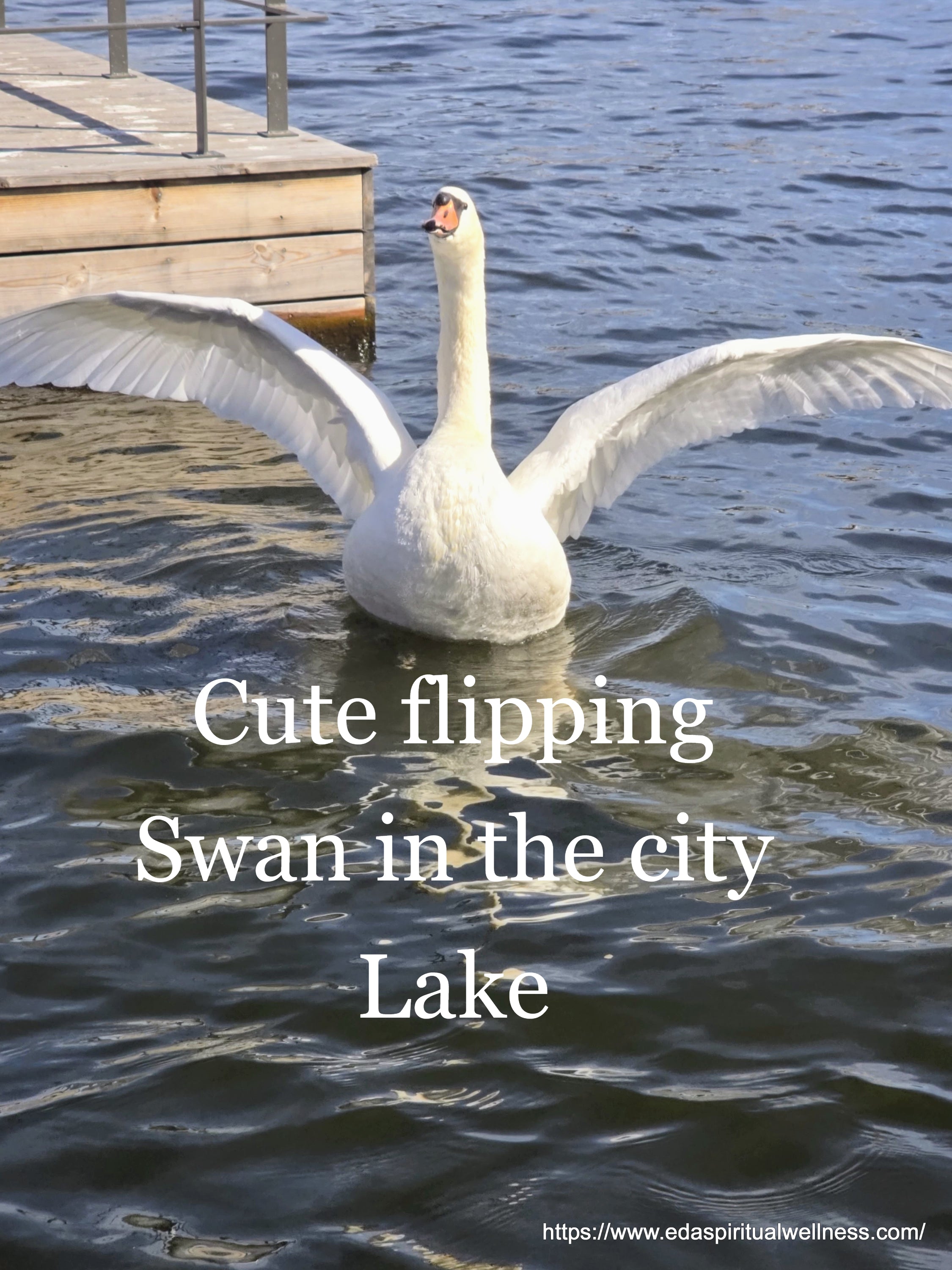 Cute Flipping Swan in the City Lake