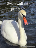Swan Wall Art printing