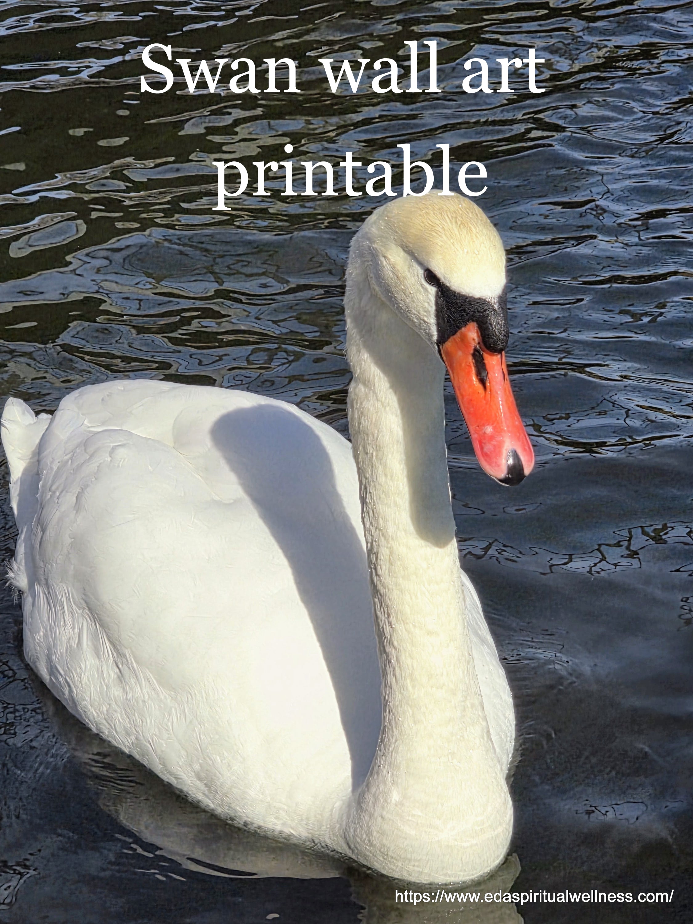 Swan Wall Art printing