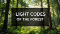 Light Codes of the Forest — Digital Nature Photo Download